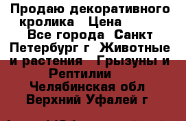 Продаю декоративного кролика › Цена ­ 500 - Все города, Санкт-Петербург г. Животные и растения » Грызуны и Рептилии   . Челябинская обл.,Верхний Уфалей г.